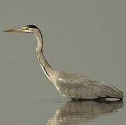 Grey Heron