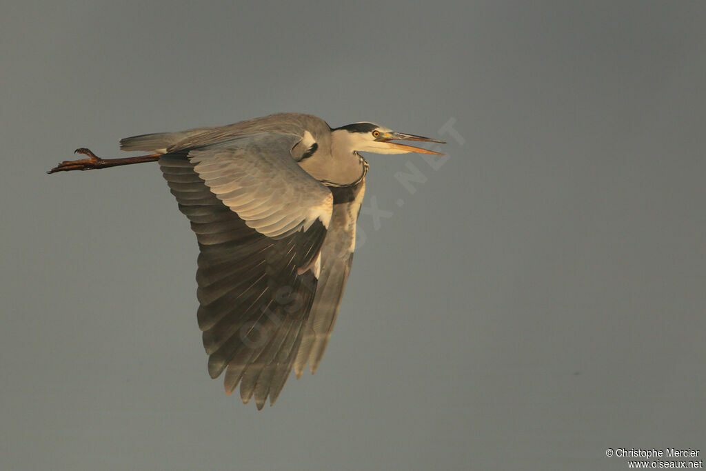 Grey Heron