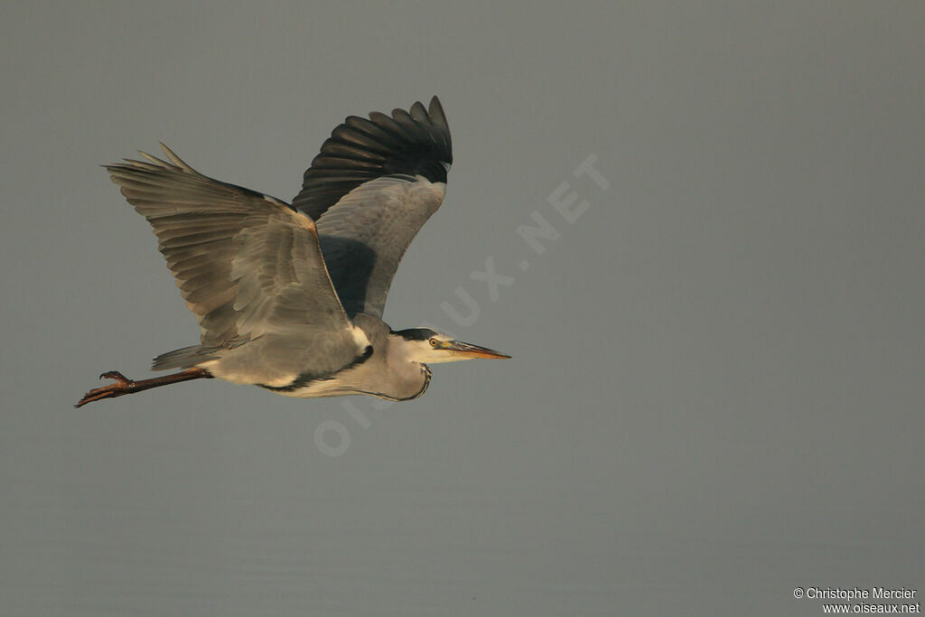 Grey Heron