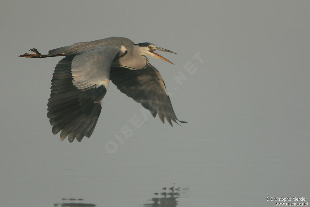 Grey Heron