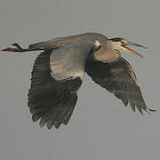 Grey Heron