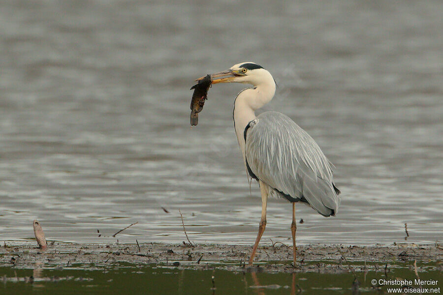 Grey Heron