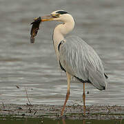 Grey Heron