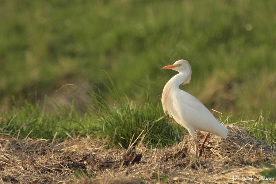 Western Cattle Egret