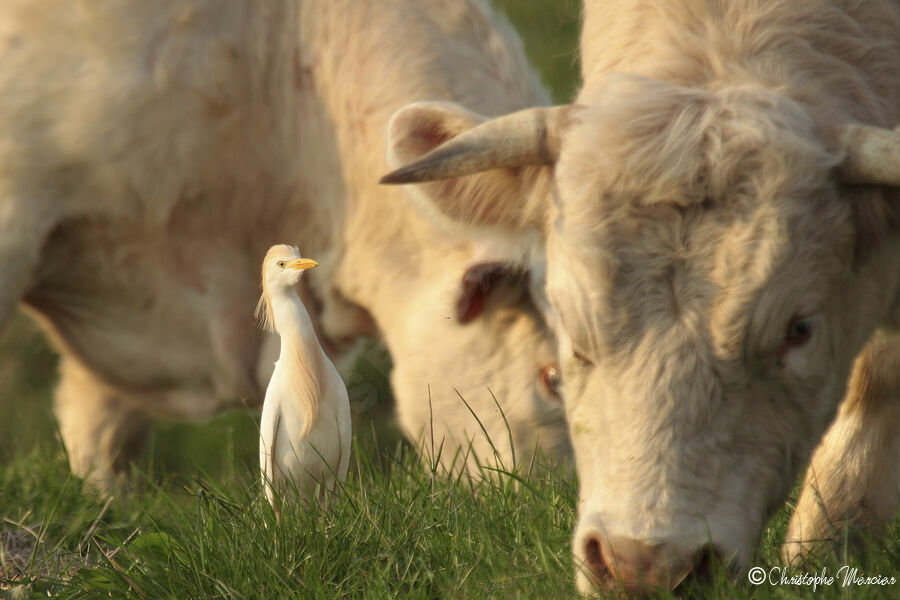 Western Cattle Egret