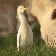 Western Cattle Egret