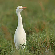 Western Cattle Egret