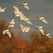 Western Cattle Egret