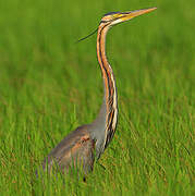 Purple Heron