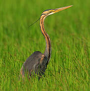 Purple Heron