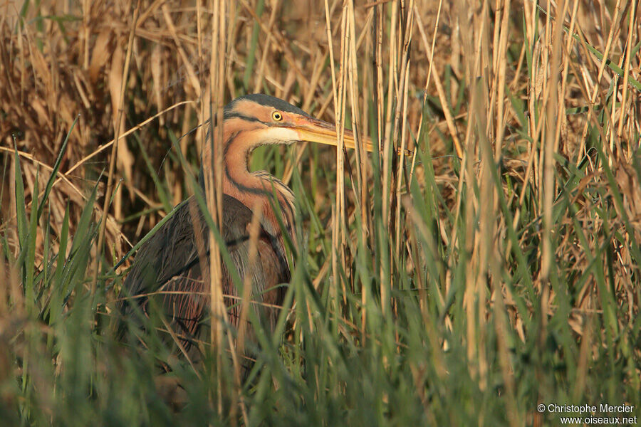 Purple Heron