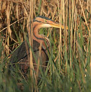 Purple Heron