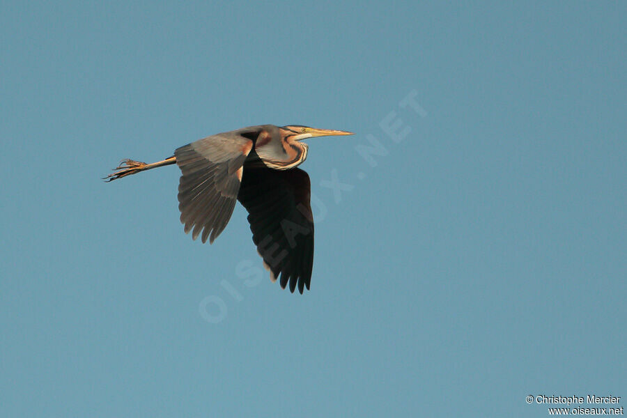 Purple Heron