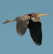 Purple Heron