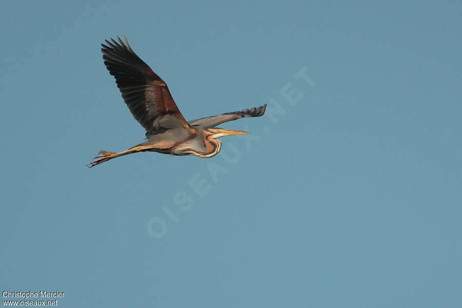 Purple Heronadult, Flight