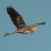 Purple Heron