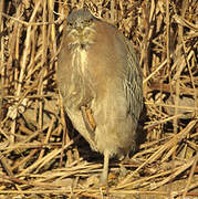 Green Heron