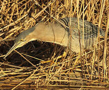 Green Heron