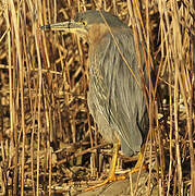 Green Heron