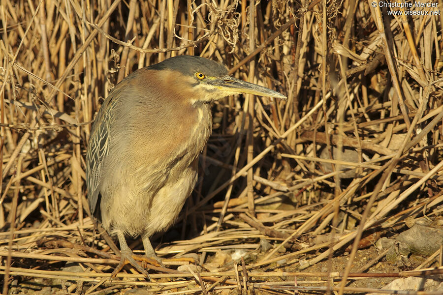 Green Heron