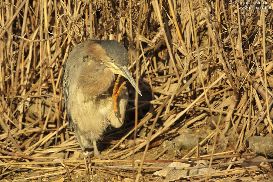 Green Heron