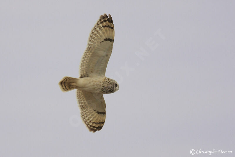 Hibou des marais