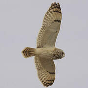 Short-eared Owl