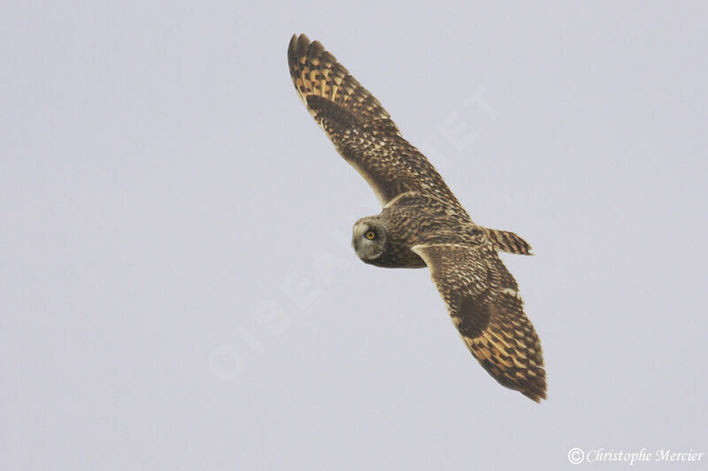 Short-eared Owl