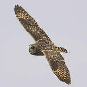 Short-eared Owl