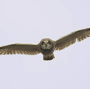 Short-eared Owl