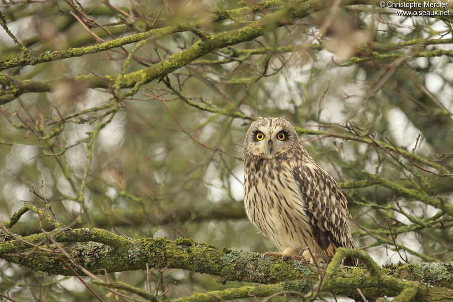 Hibou des marais