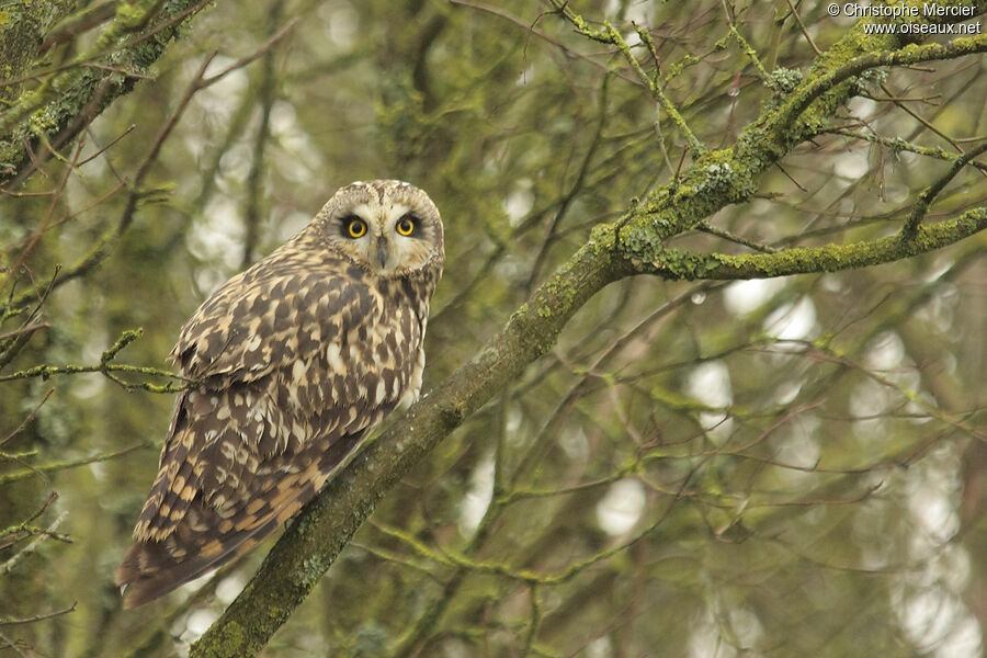 Hibou des marais