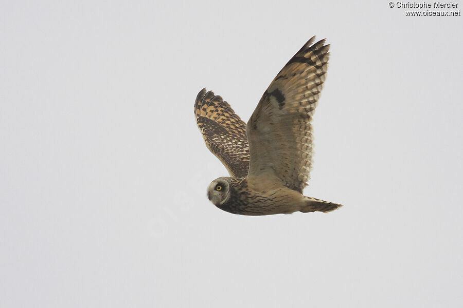 Hibou des marais