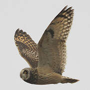 Short-eared Owl