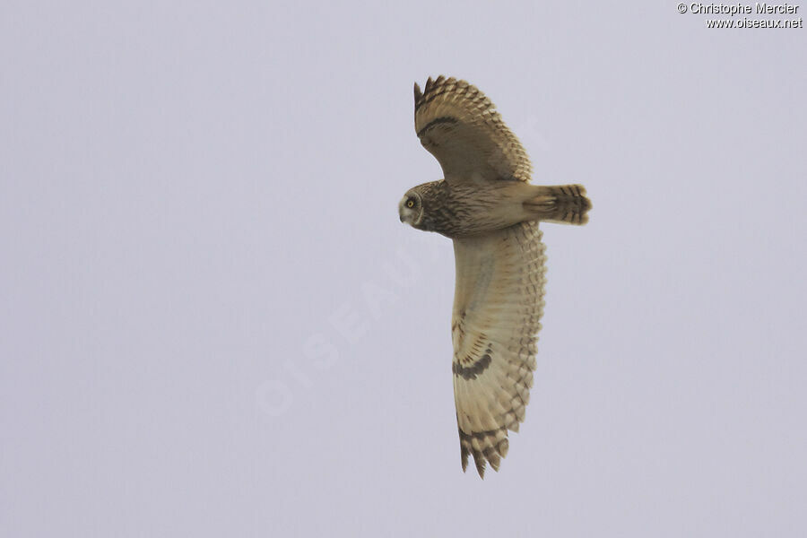 Hibou des marais