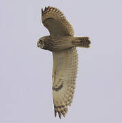 Short-eared Owl