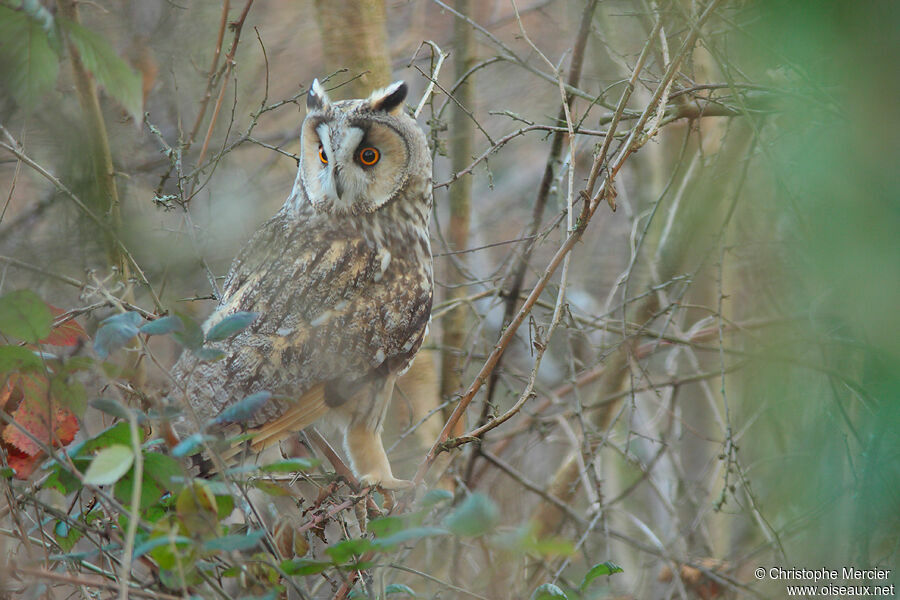 Hibou moyen-duc