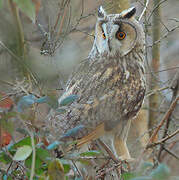 Long-eared Owl