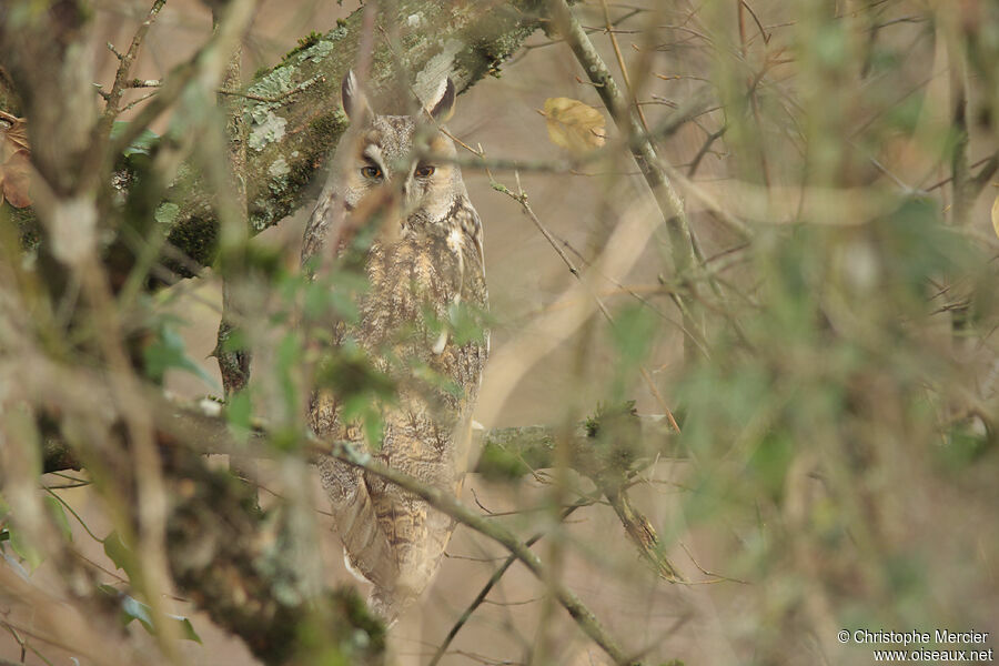 Long-eared Owl