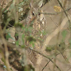 Hibou moyen-duc