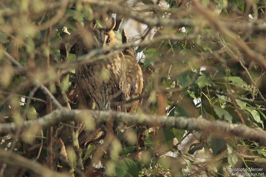 Long-eared Owl