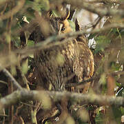 Long-eared Owl