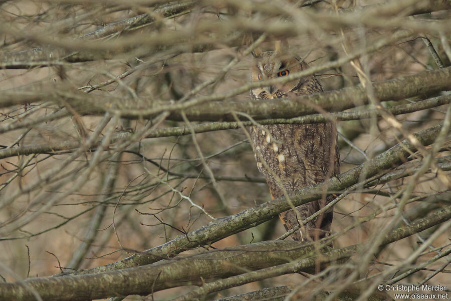 Hibou moyen-duc