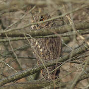 Long-eared Owl