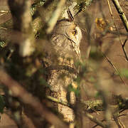 Long-eared Owl