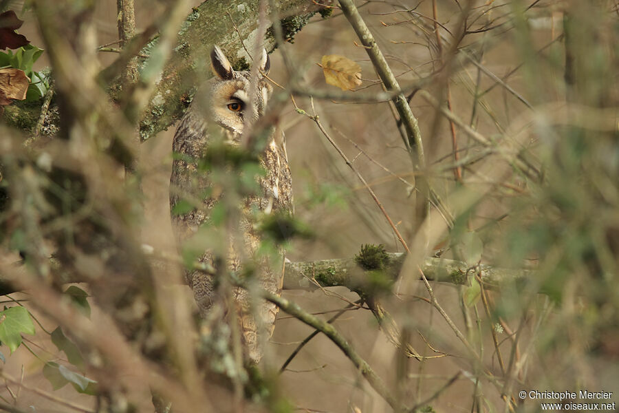 Long-eared Owl