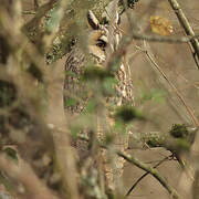 Long-eared Owl