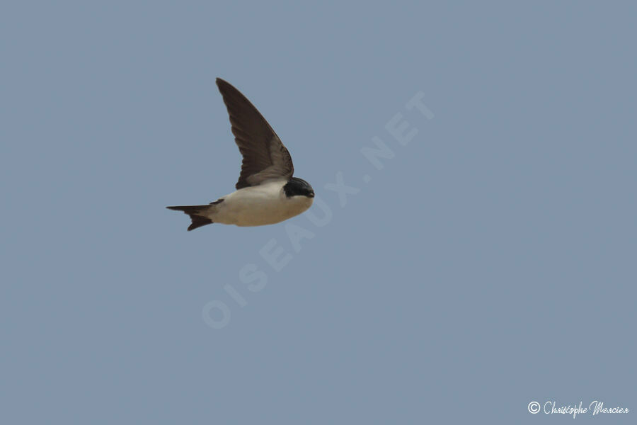 Western House Martin