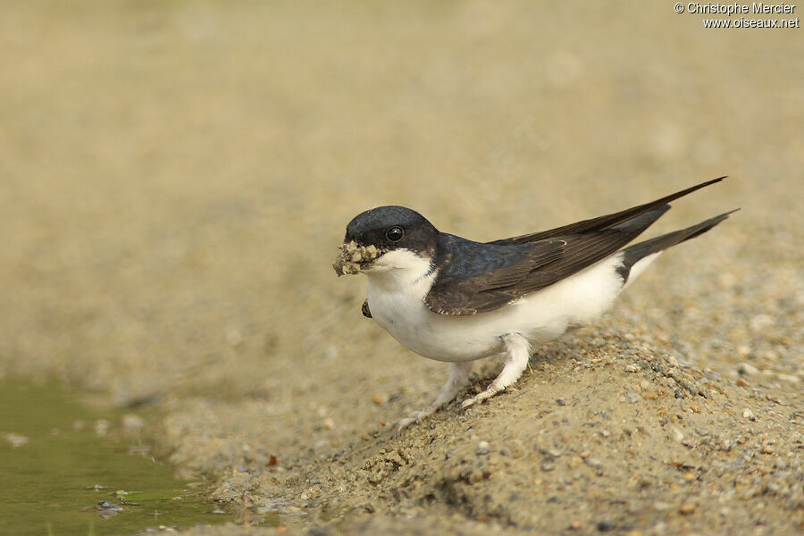 Common House Martin