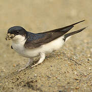 Western House Martin